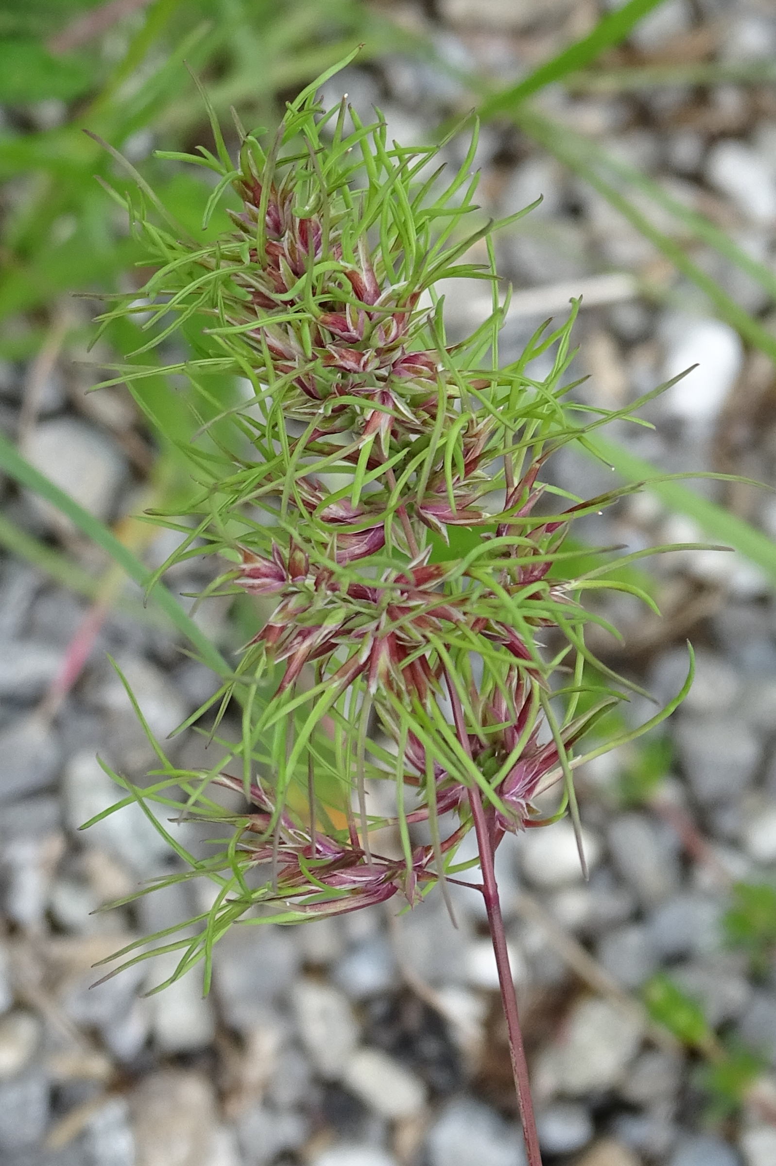 poa_bulbosa2mv
