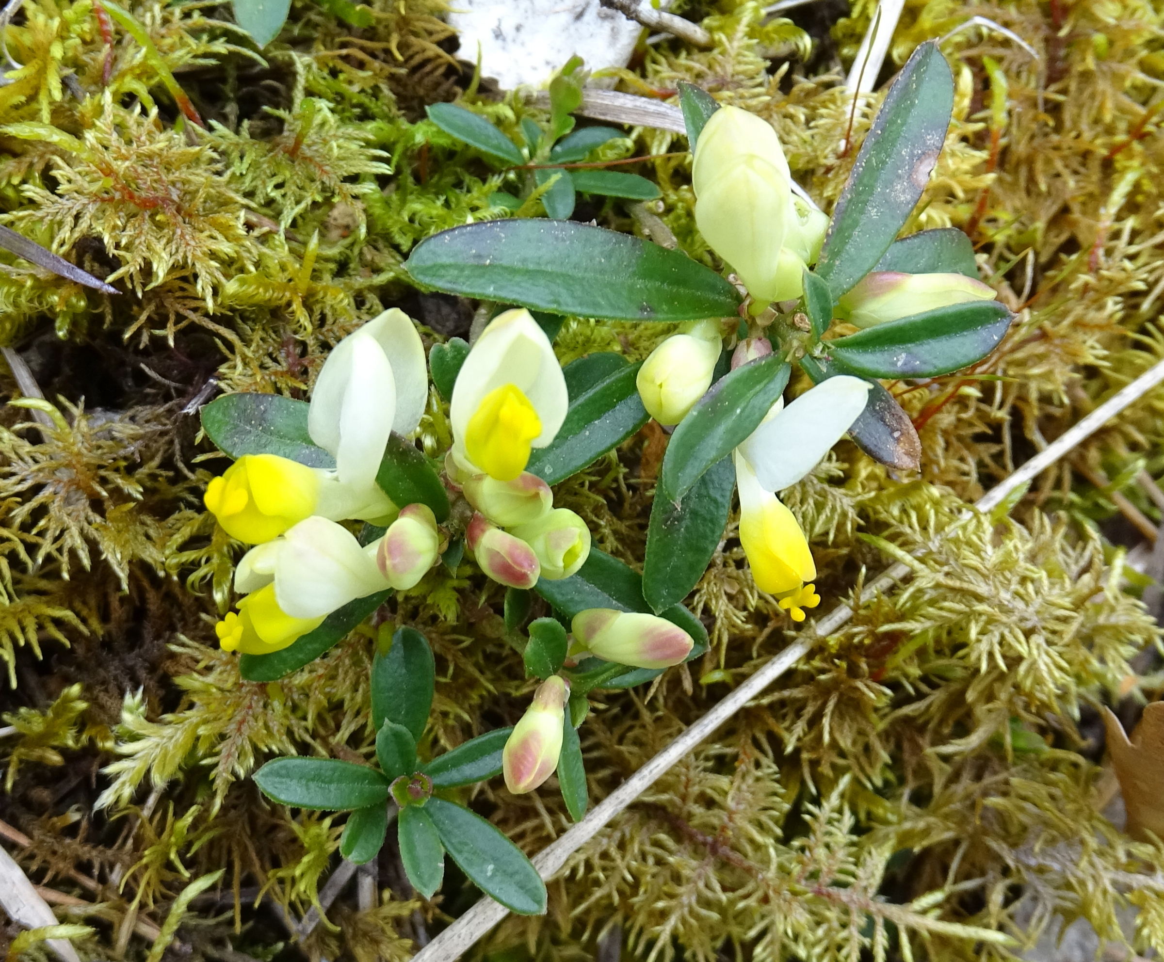 Afficher le média polygala_chamaebuxus1mv polygala_chamaebuxus1mv
