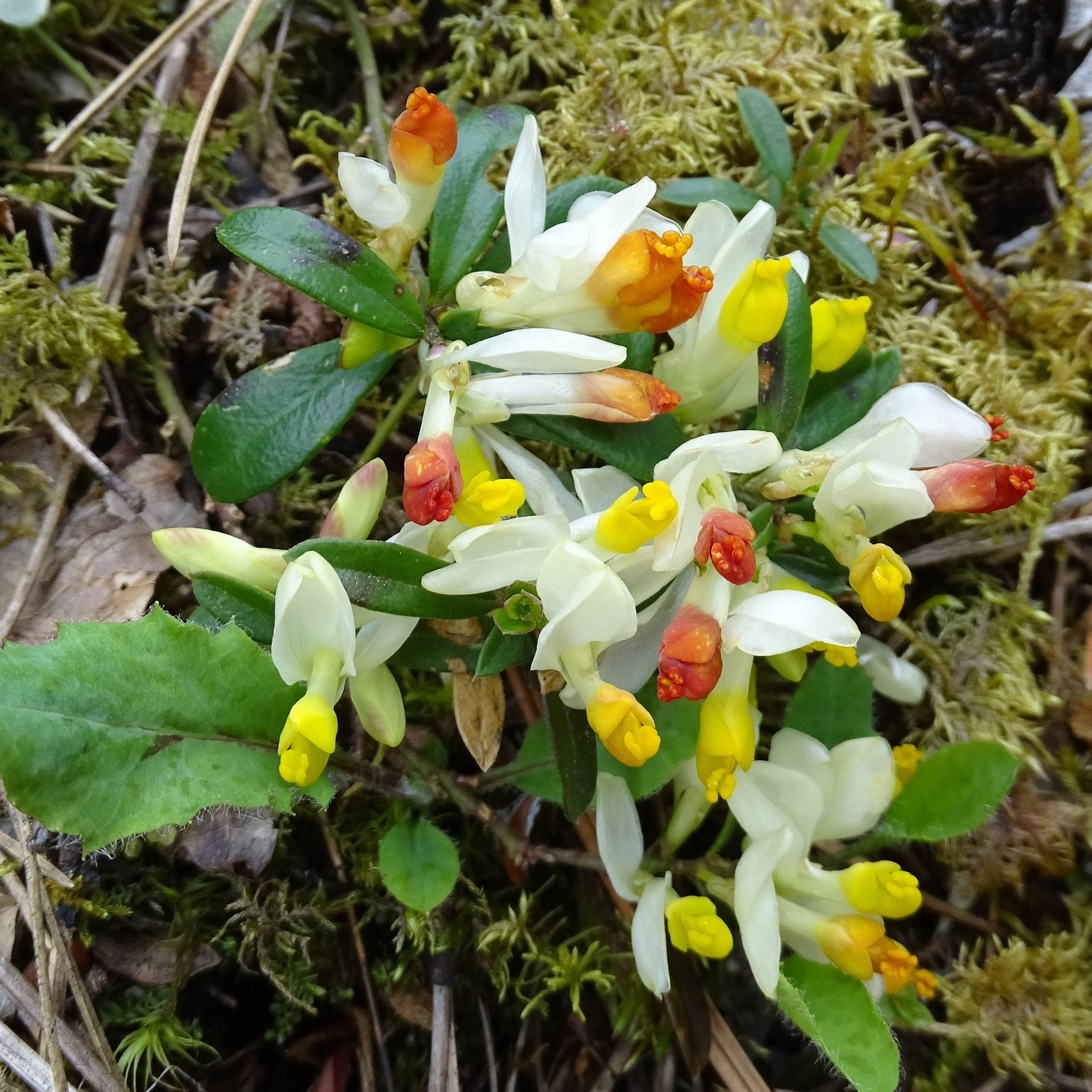 Afficher le média polygala_chamaebuxus2mv polygala_chamaebuxus2mv