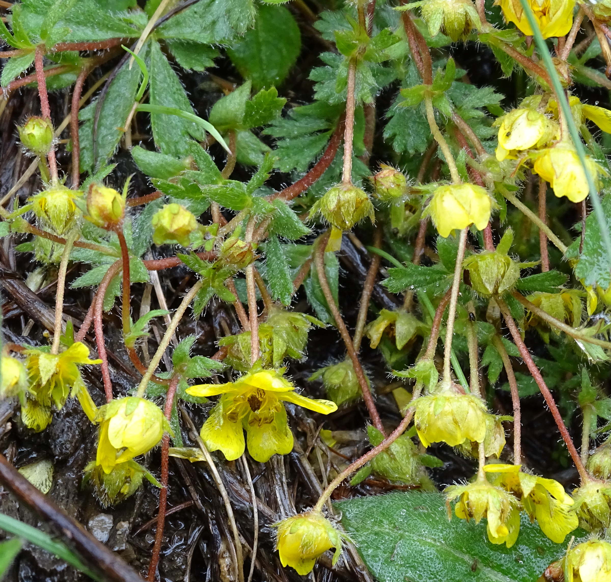 potentilla_heptaphylla1mv