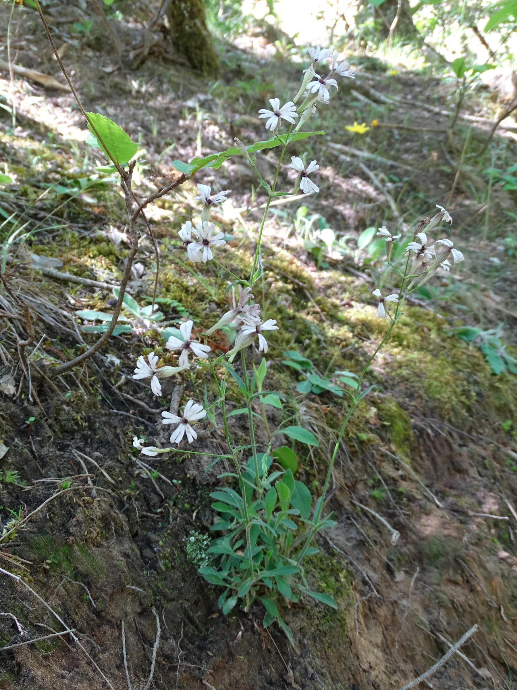 silene_italica1mv