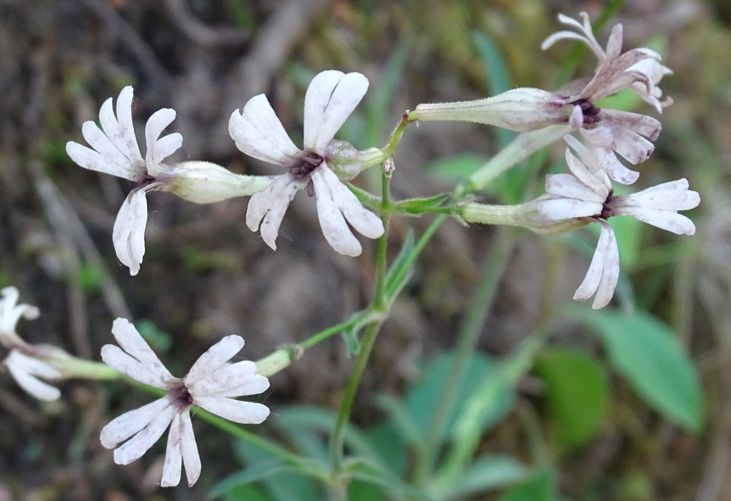 silene_italica2mv