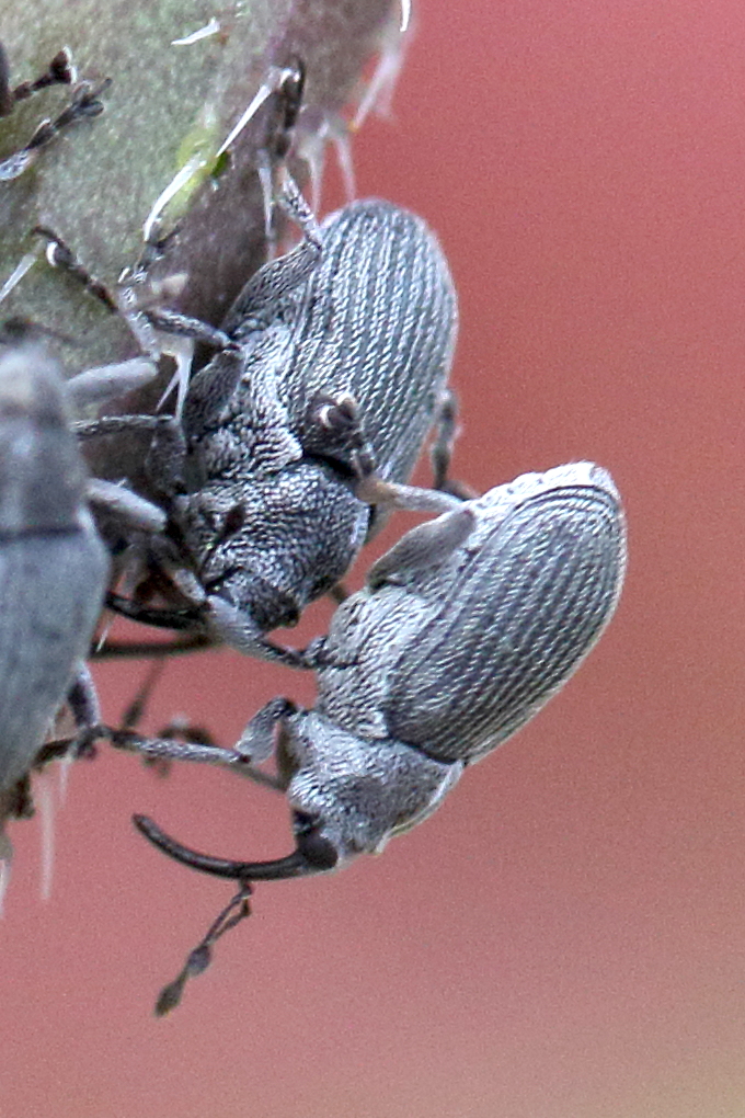 Afficher le média ceutorhynchus-_assimilis1md ceutorhynchus-_assimilis1md