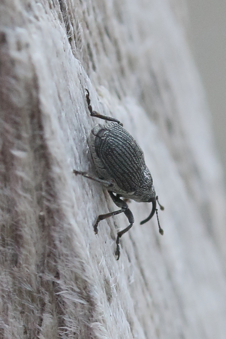 Afficher le média ceutorhynchus-_assimilis2md ceutorhynchus-_assimilis2md