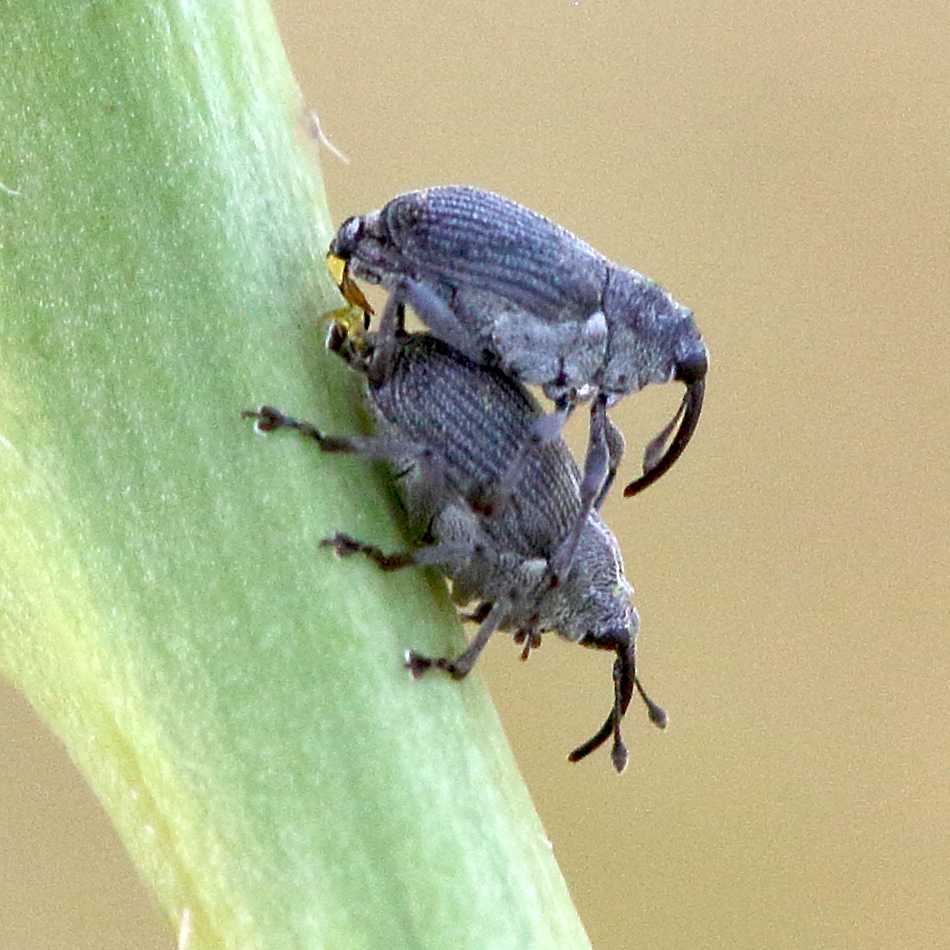 Afficher le média ceutorhynchus-_assimilis3bdjpg ceutorhynchus-_assimilis3bdjpg