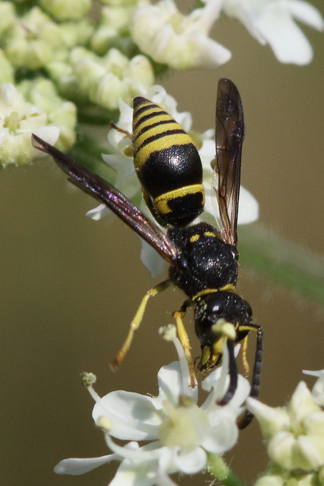 ancistrocerus_gazella1md