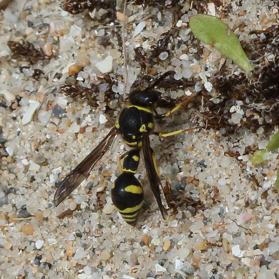 Afficher le média eumenes_coarctatus1bd eumenes_coarctatus1bd