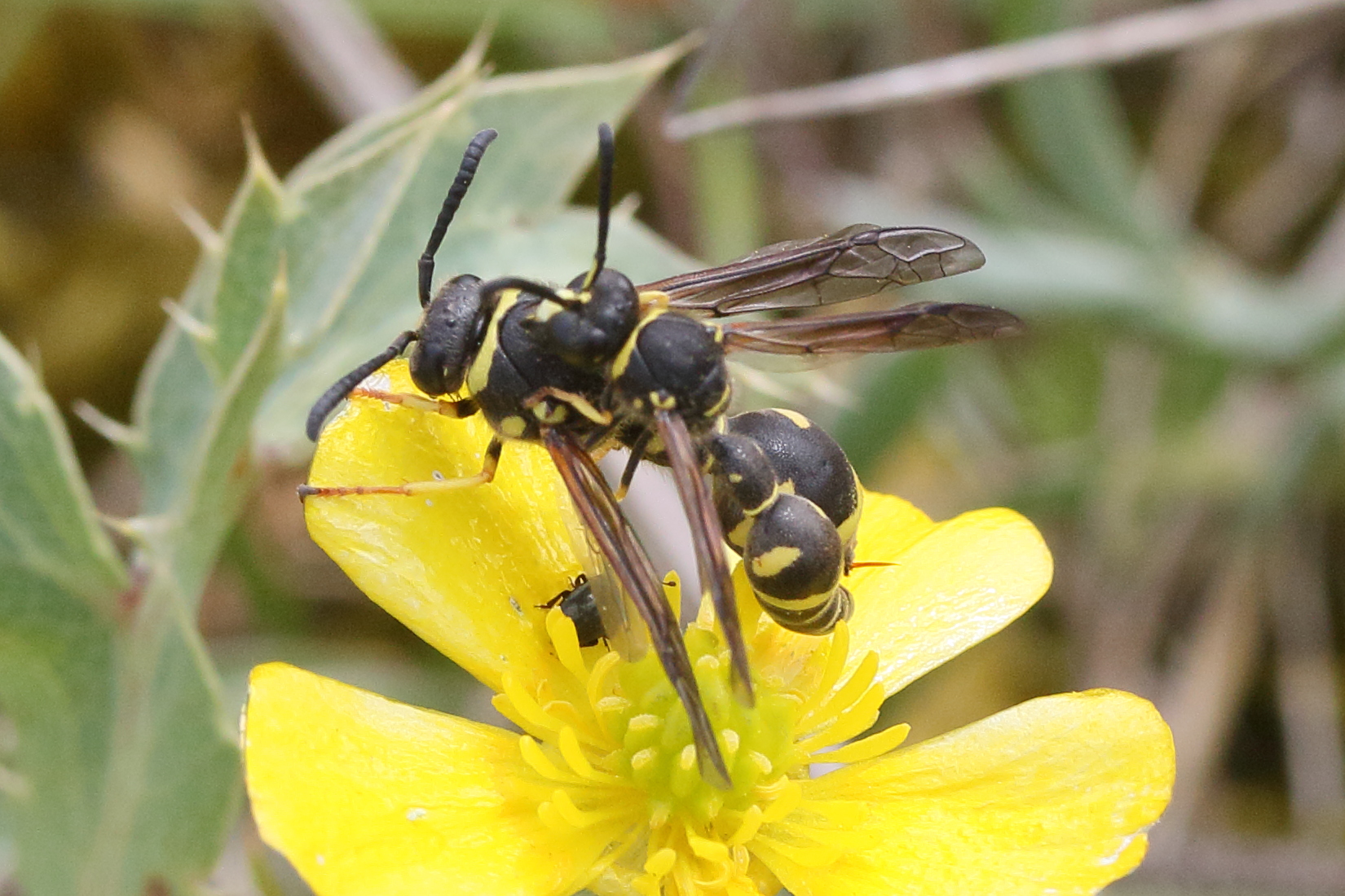 Afficher le média eumenes_coarctatus2md eumenes_coarctatus2md