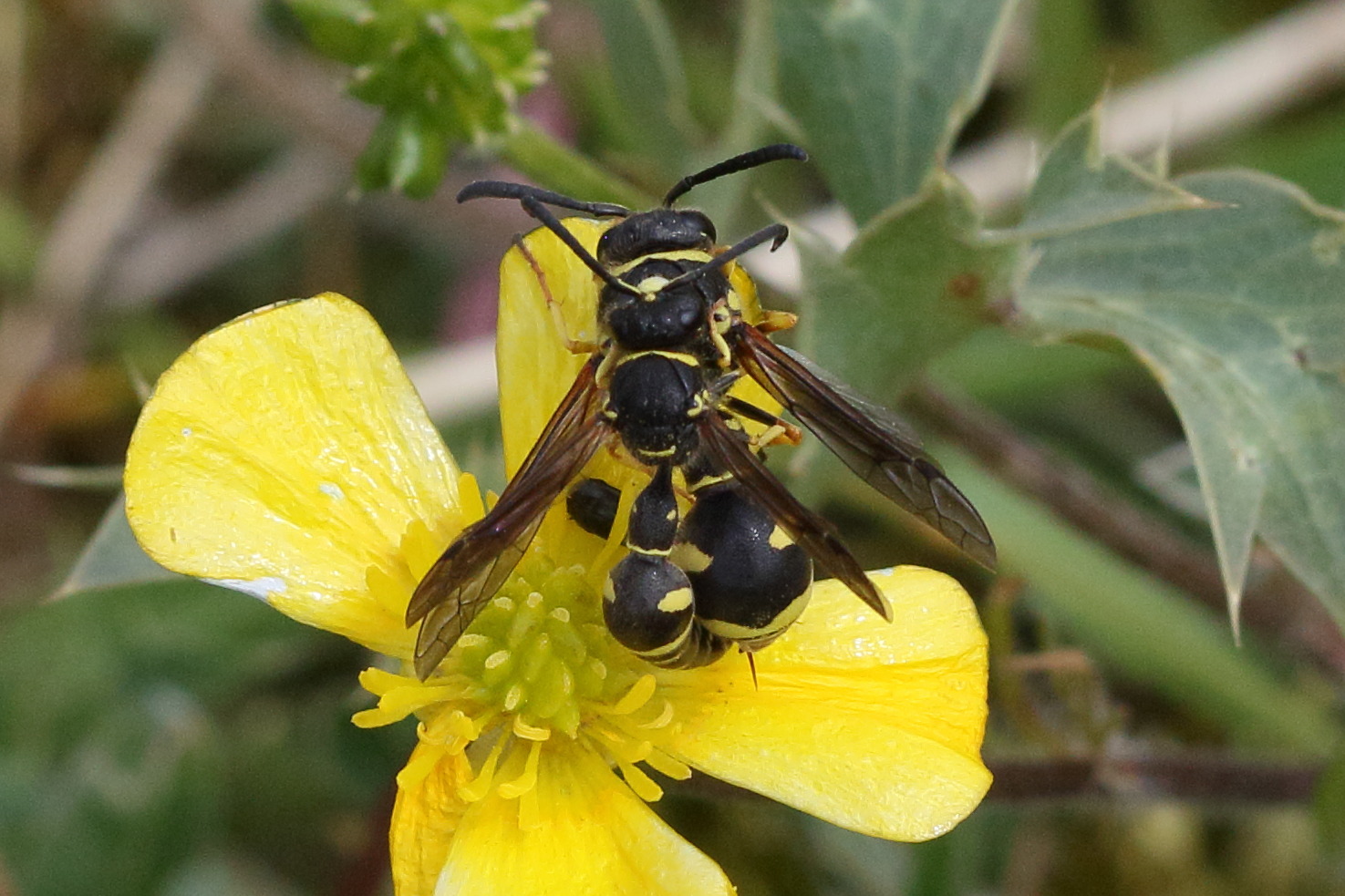 Afficher le média eumenes_coarctatus3bd eumenes_coarctatus3bd