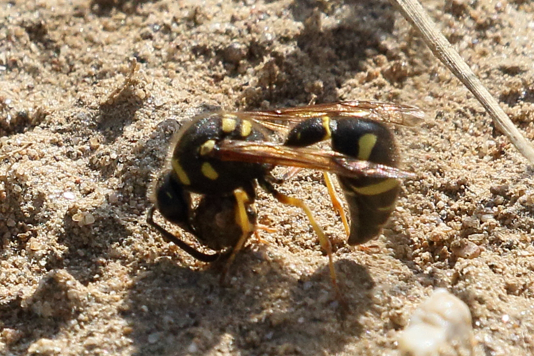 Afficher le média eumenes_coarctatus4bd eumenes_coarctatus4bd