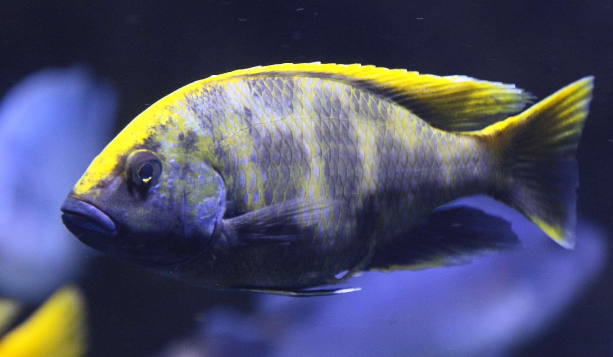 nimbochromis_venustus1bd