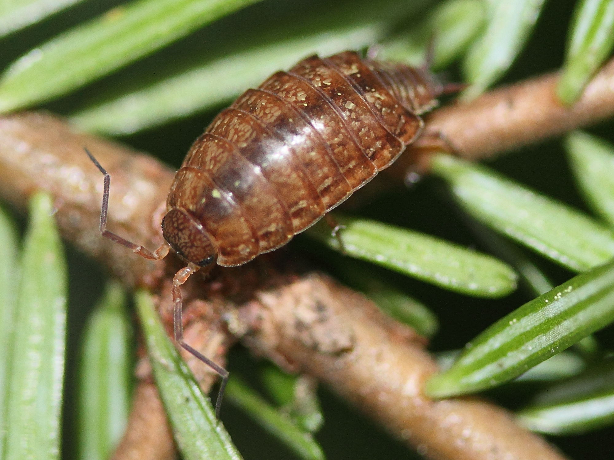 philoscia_affinis1md