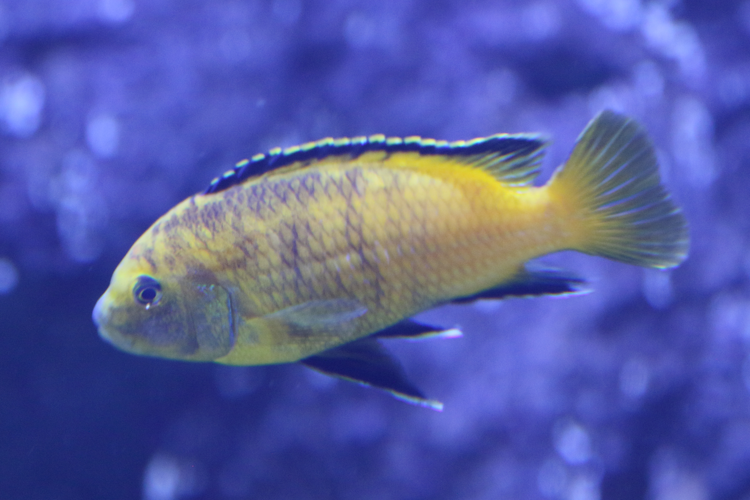 Afficher le média tropheops_tropheops1bd tropheops_tropheops1bd