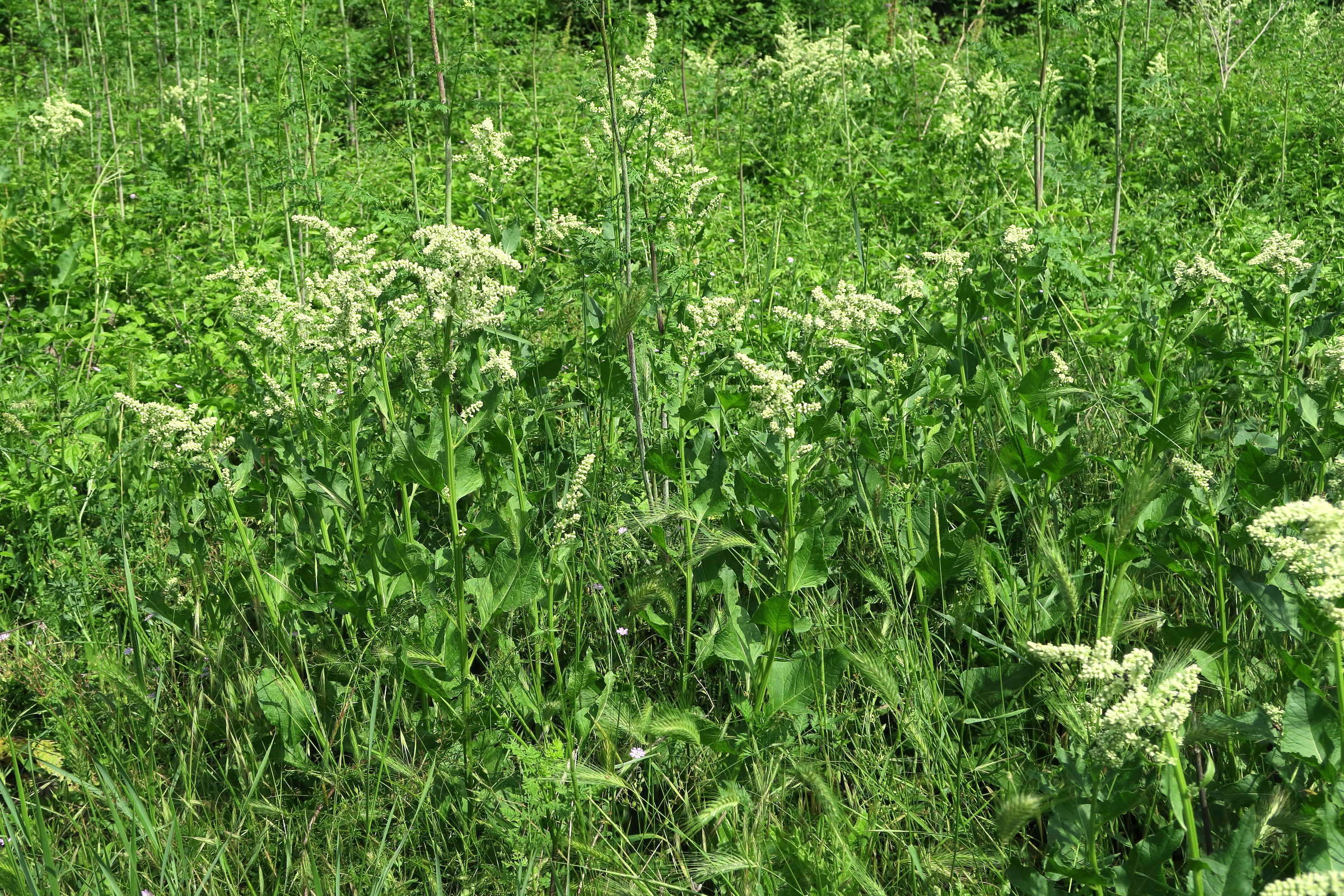 Afficher le média beta_trigyna1md beta_trigyna1md