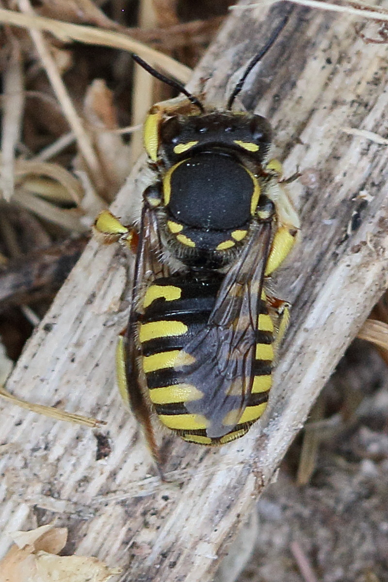 anthidium_oblongatum1bd