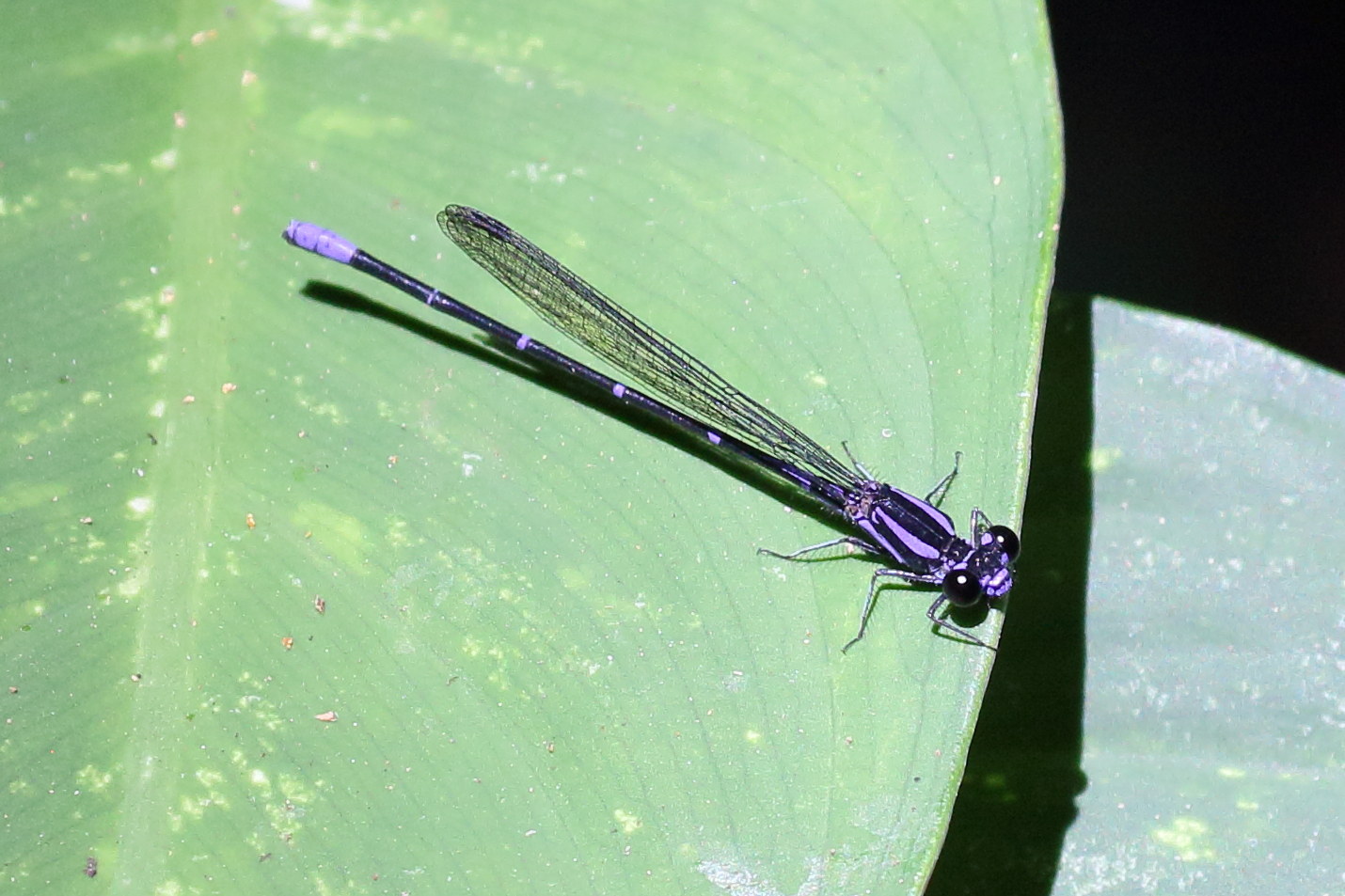 argia_pulla-frequentula1bd