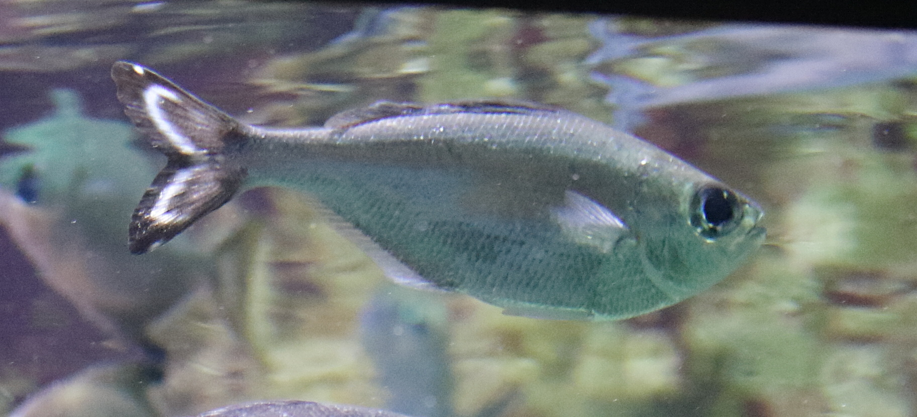 Afficher le média kuhlia_caudovittata1md kuhlia_caudovittata1md