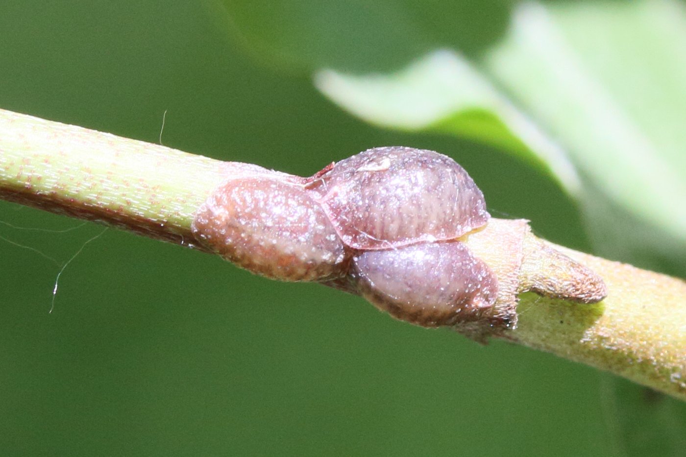 parthenolecanium_corni2md