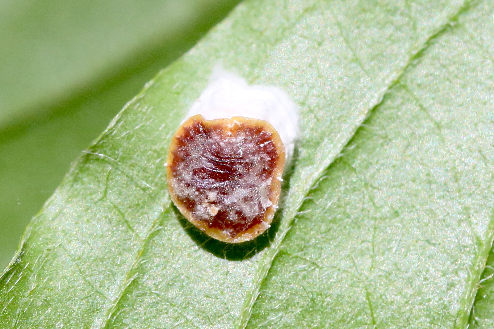 parthenolecanium_corni3md