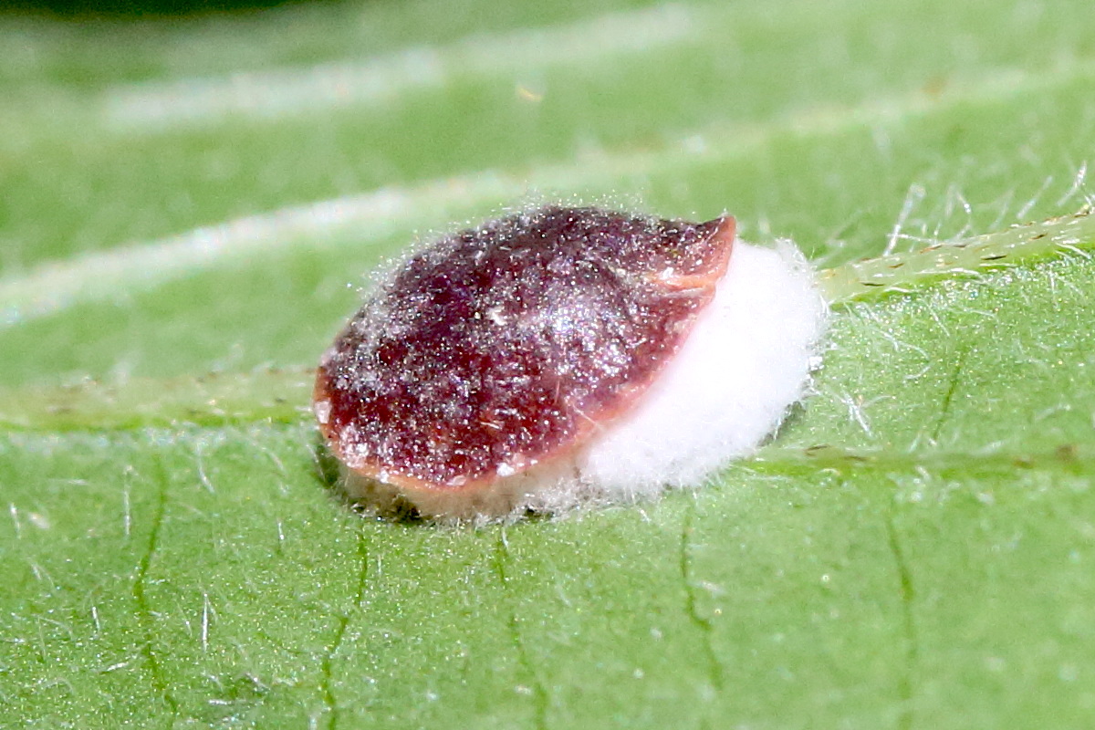 parthenolecanium_corni4md