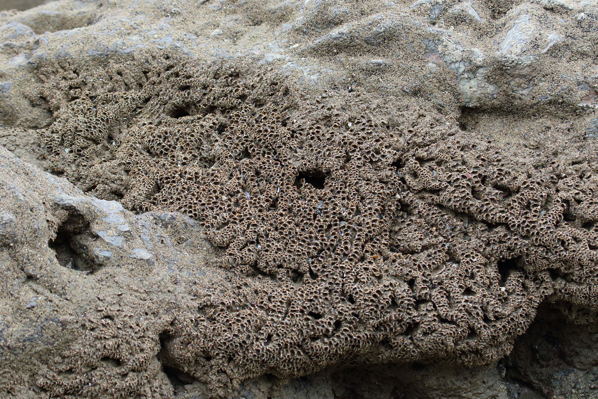 phragmatopoma_cf_villalobosi1md