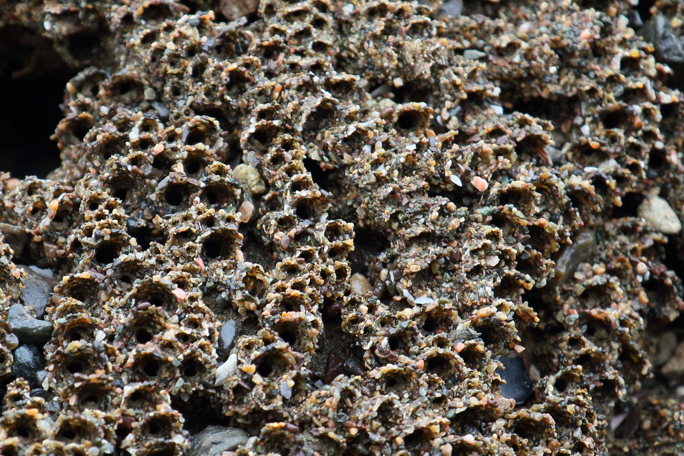 phragmatopoma_cf_villalobosi2md