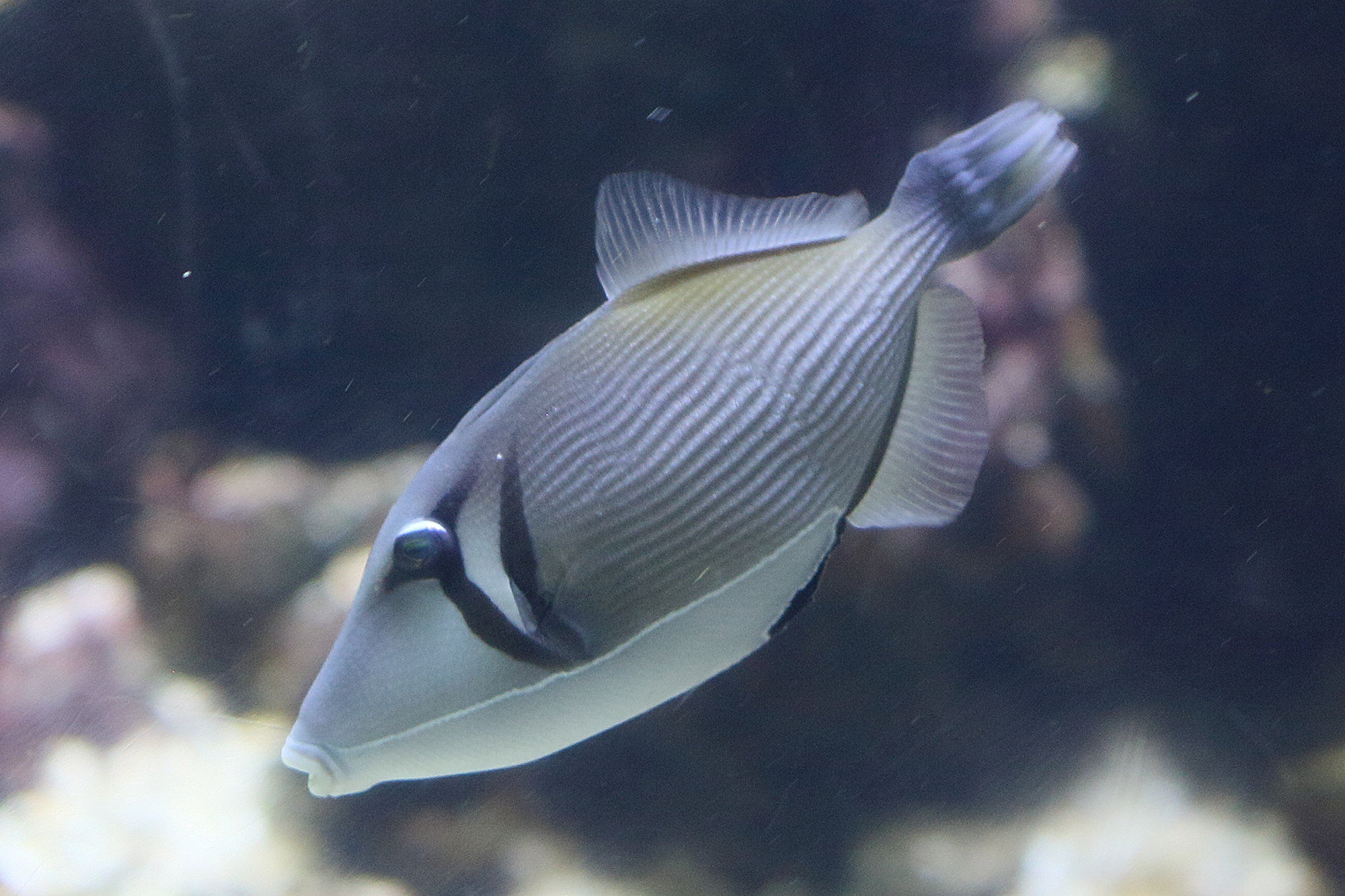 Afficher le média sufflamen_bursa1bd sufflamen_bursa1bd