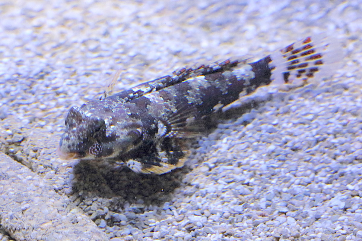 synchiropus_ocellatus1bd