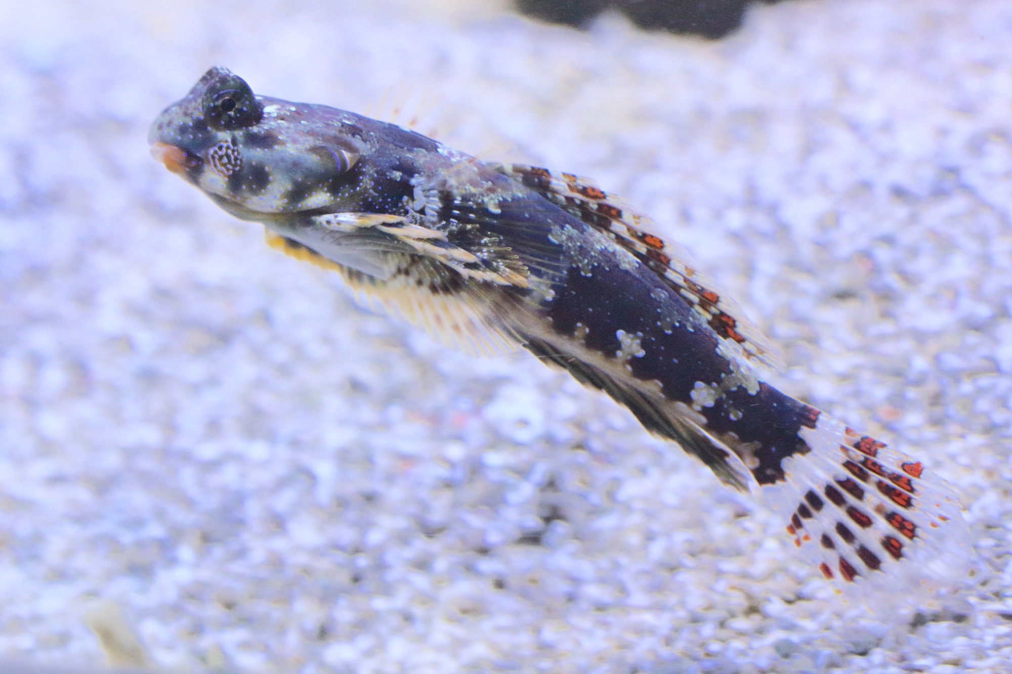 synchiropus_ocellatus2md