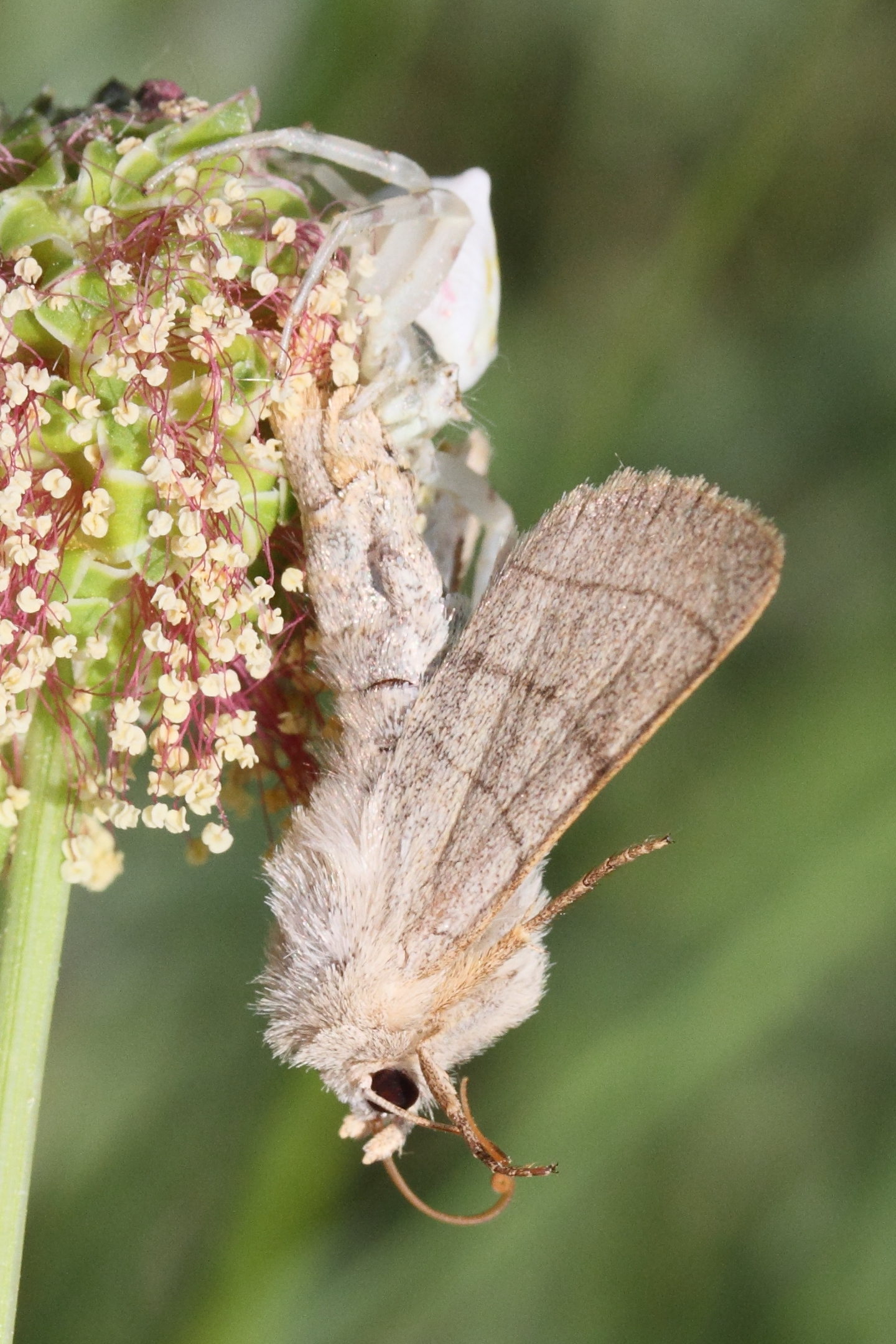 charanyca_tritramica1md