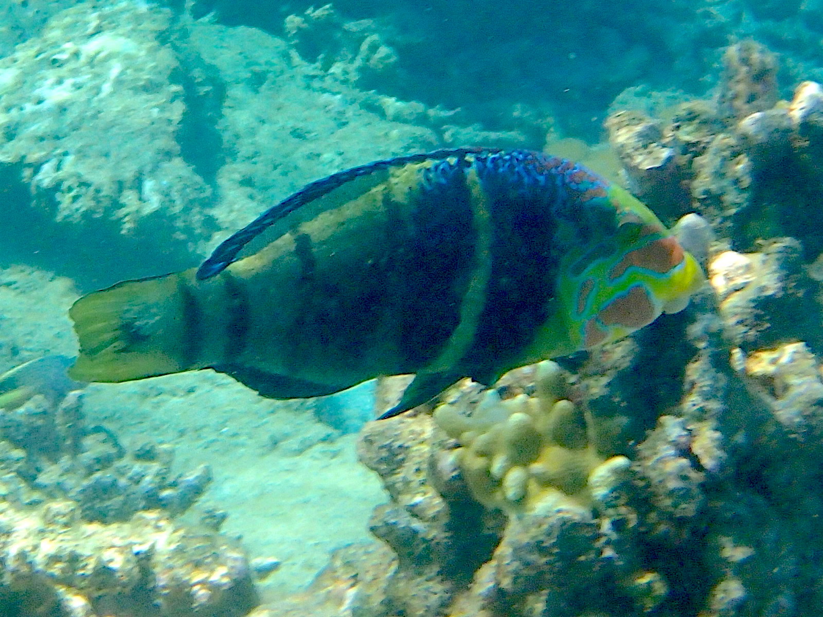 hemigymnus_fasciatus1bd