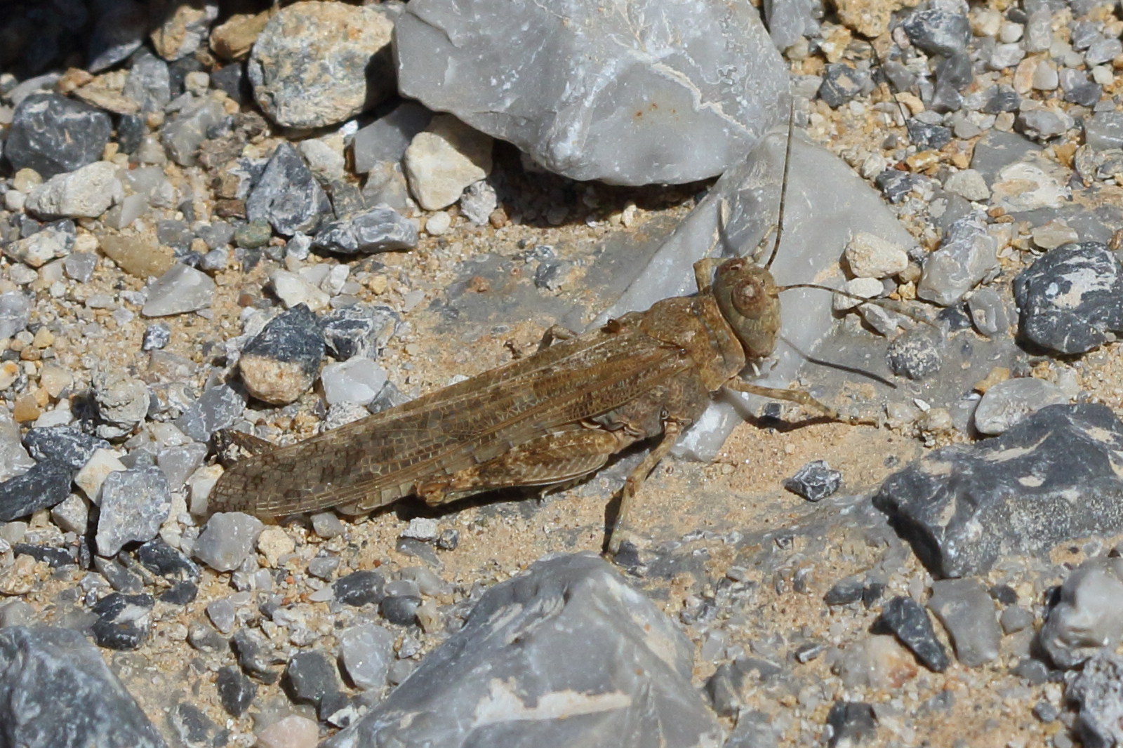 sphingonotus_caerulans2bd