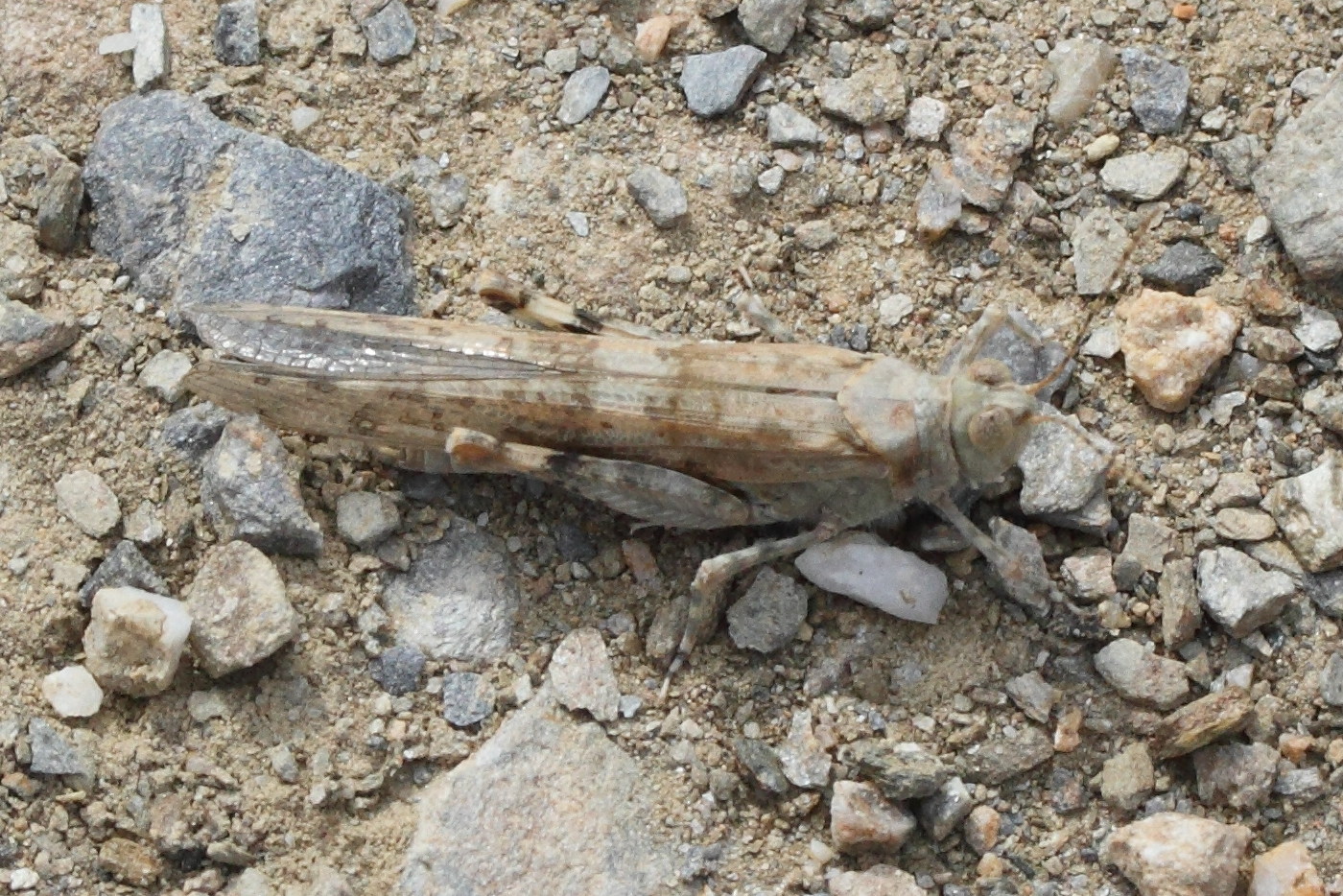 sphingonotus_caerulans3md