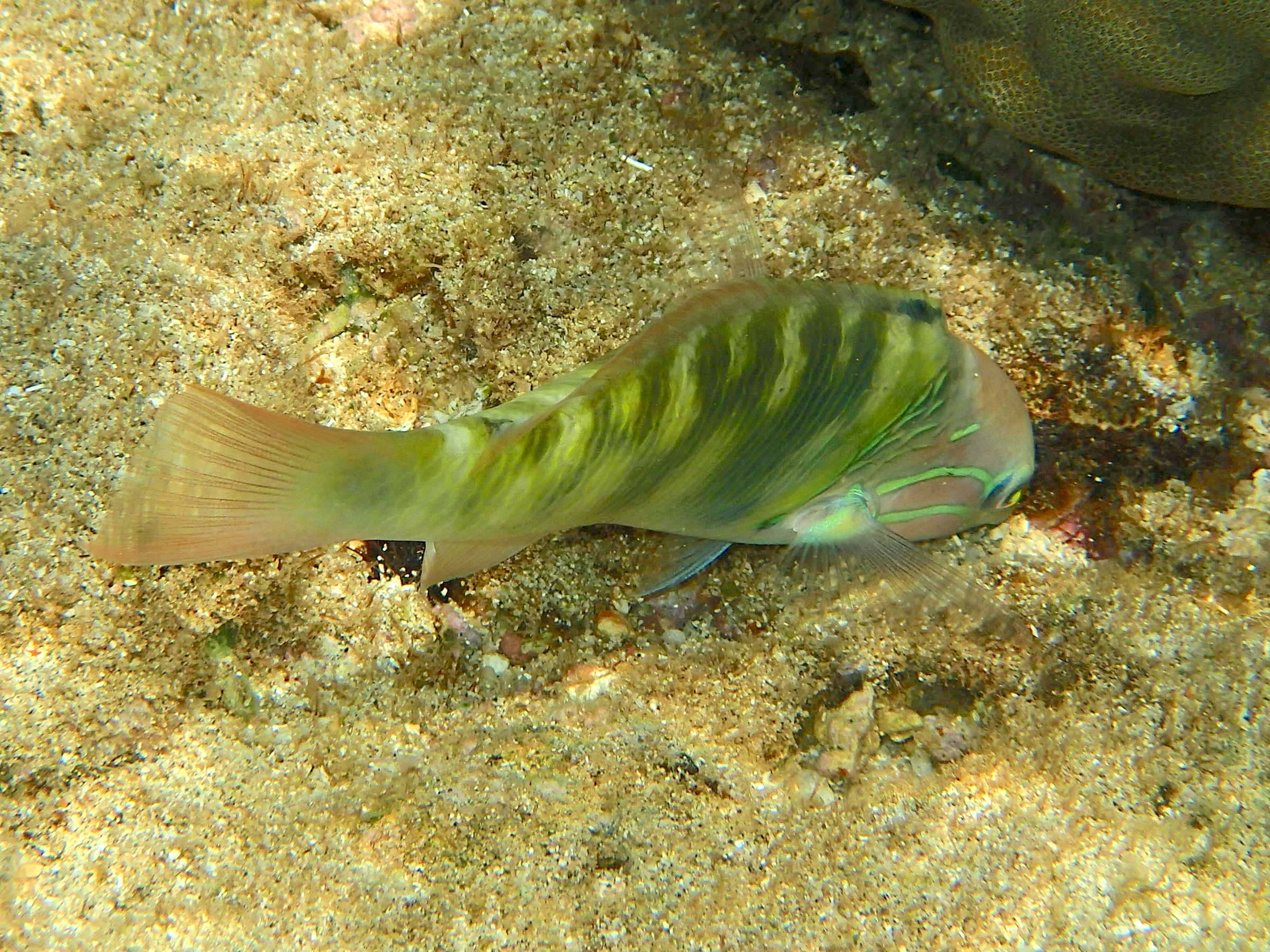 thalassoma_hardwicke3bd