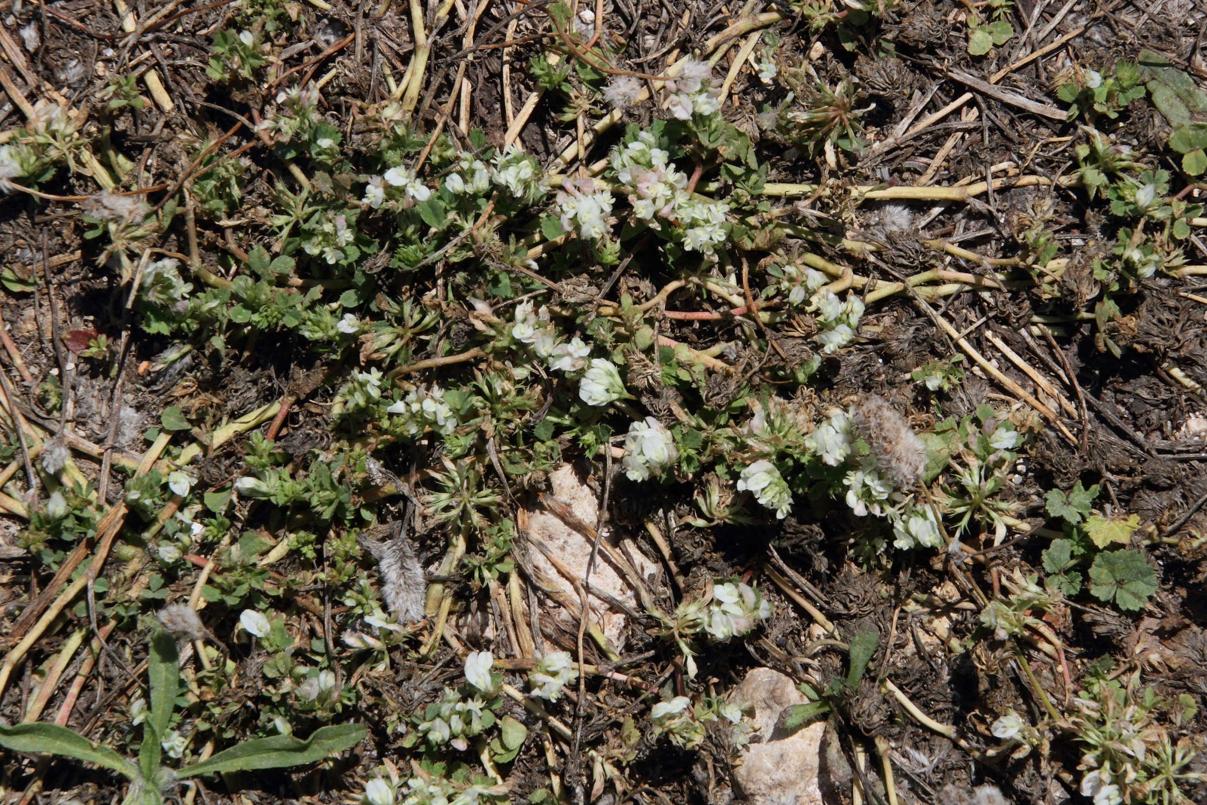 Afficher le média trifolium_nigrescens1md trifolium_nigrescens1md