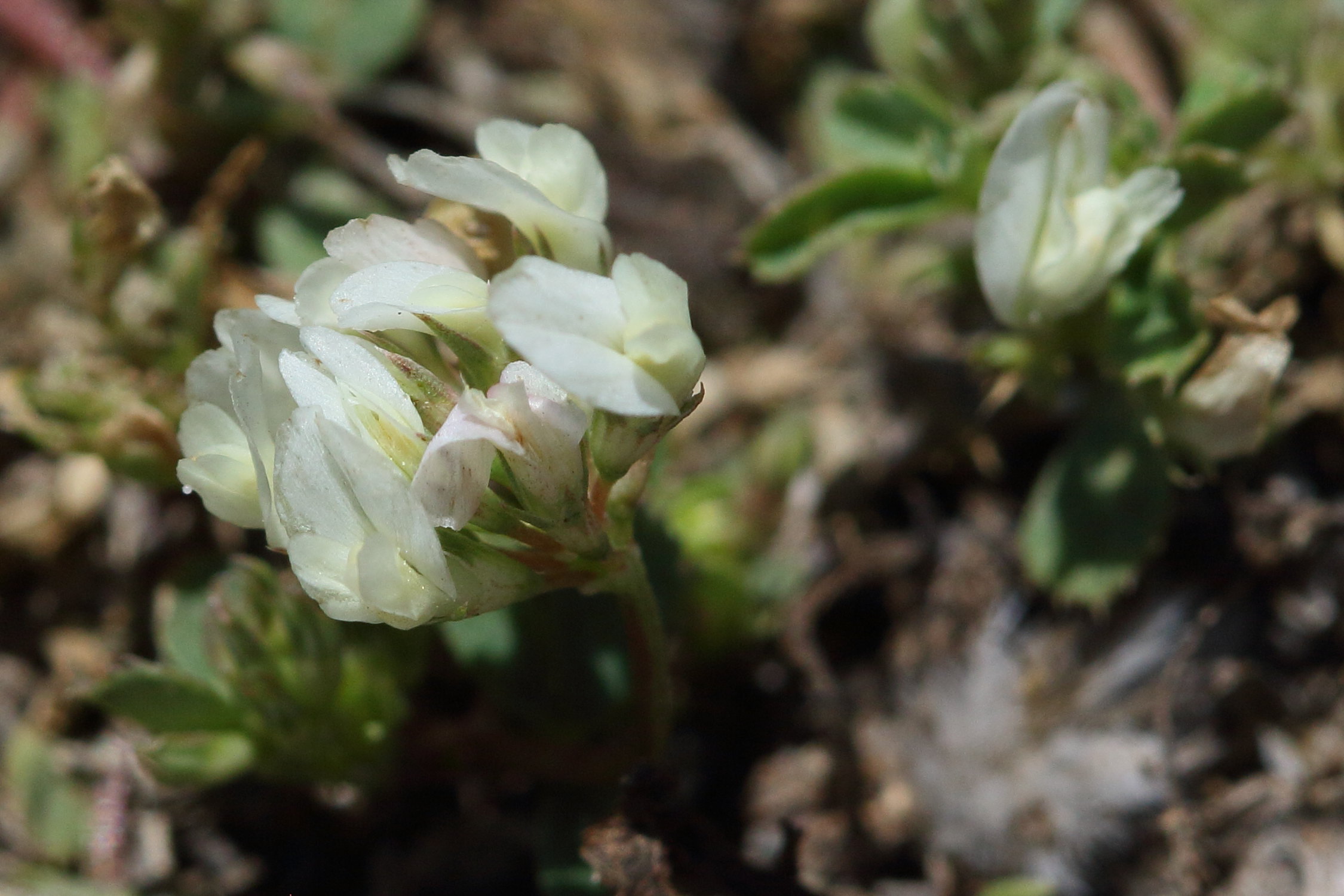 Afficher le média trifolium_nigrescens2bd trifolium_nigrescens2bd