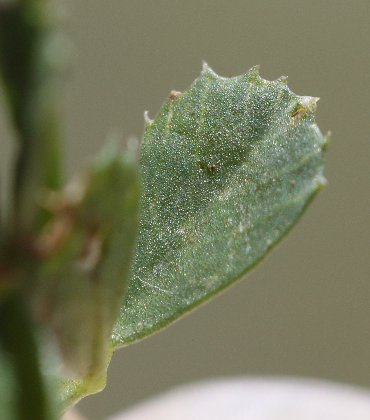 Afficher le média trifolium_nigrescens3bd trifolium_nigrescens3bd