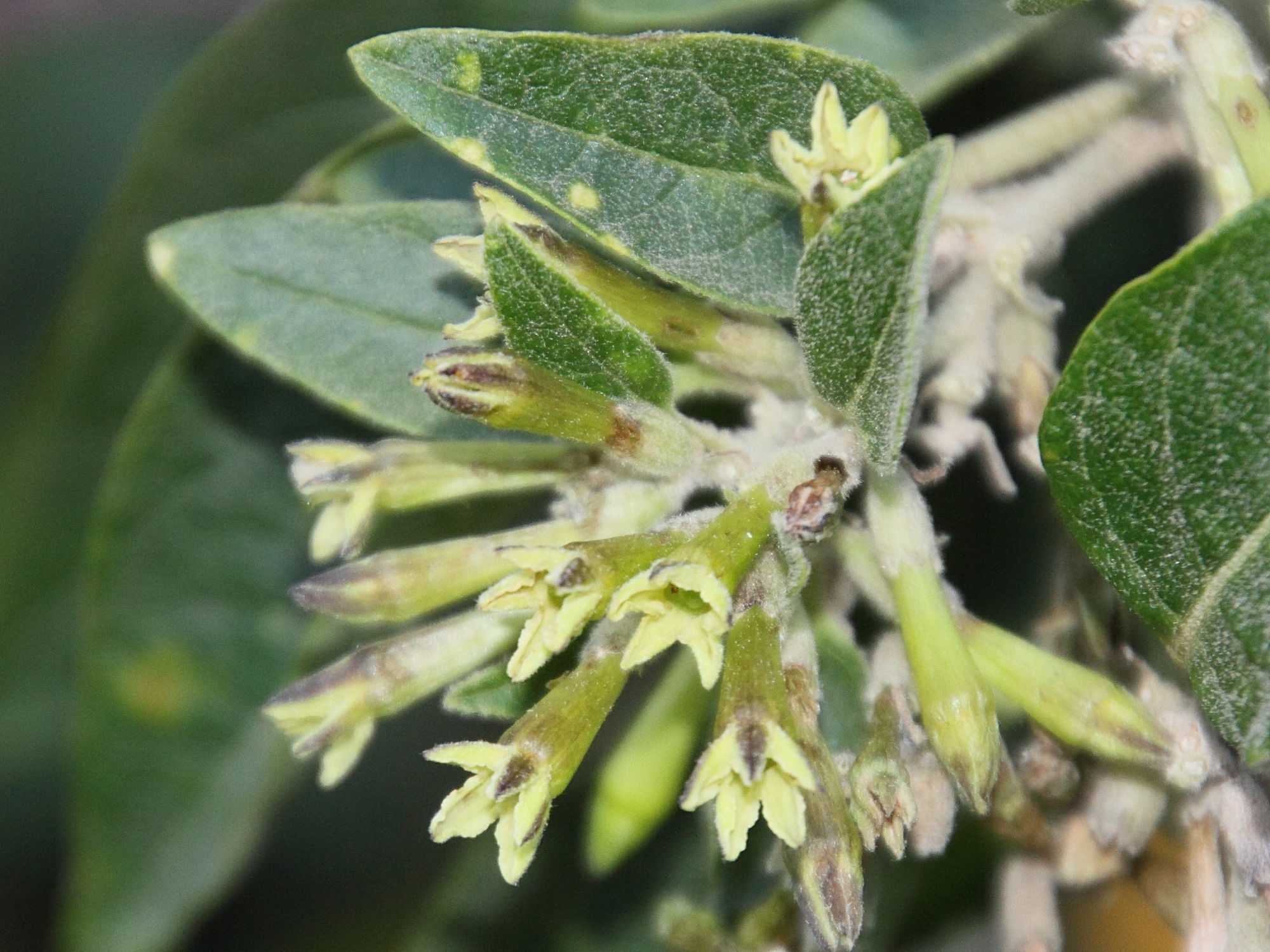 Afficher le média cestrum_parqui2md cestrum_parqui2md