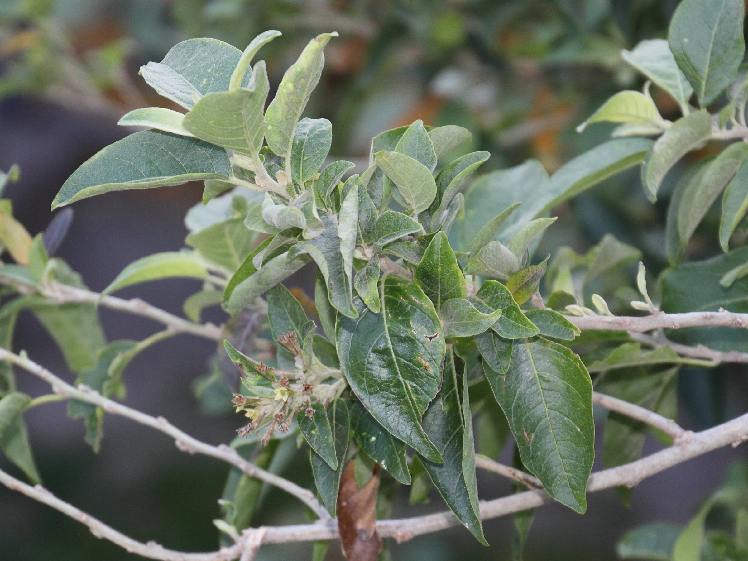 Afficher le média cestrum_parqui3md cestrum_parqui3md