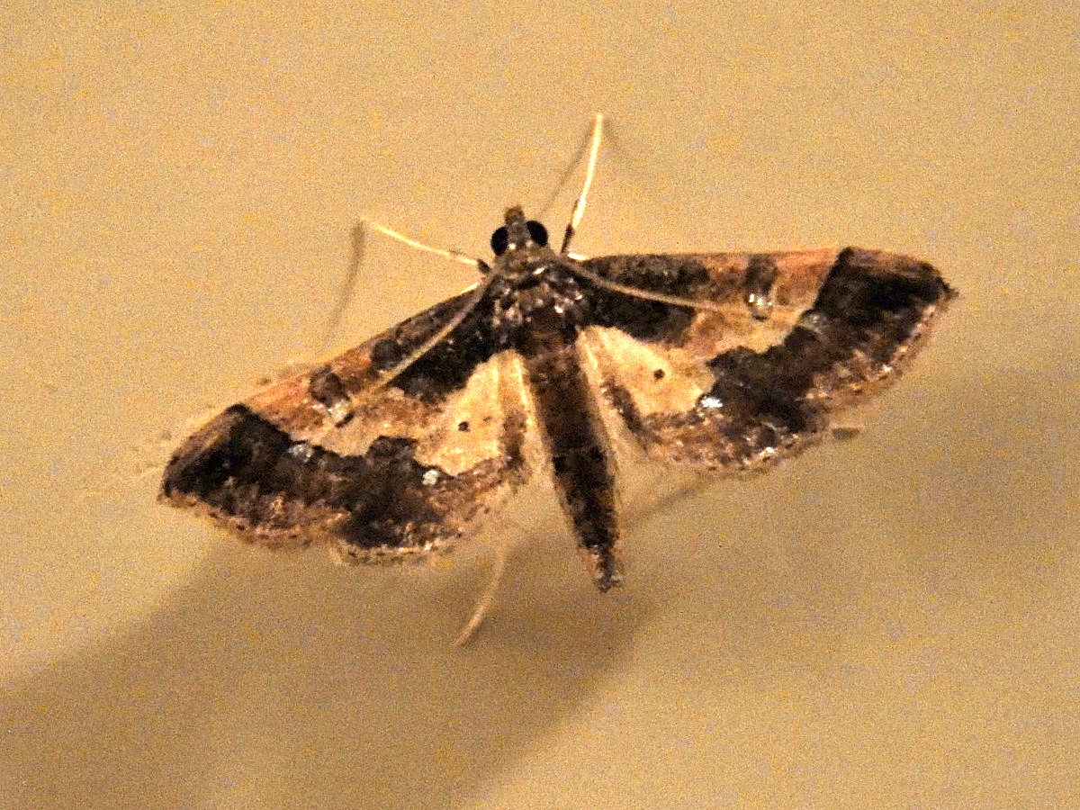 hydriris_ornatalis1md