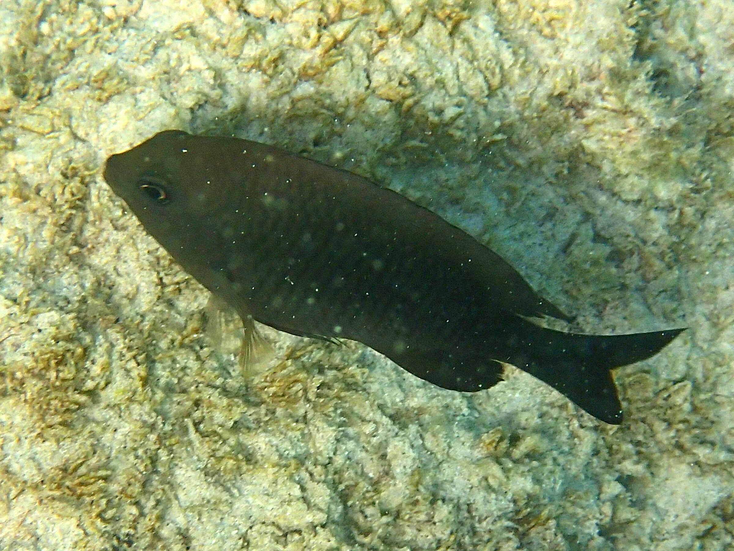 stegastes_diencaeus1sd