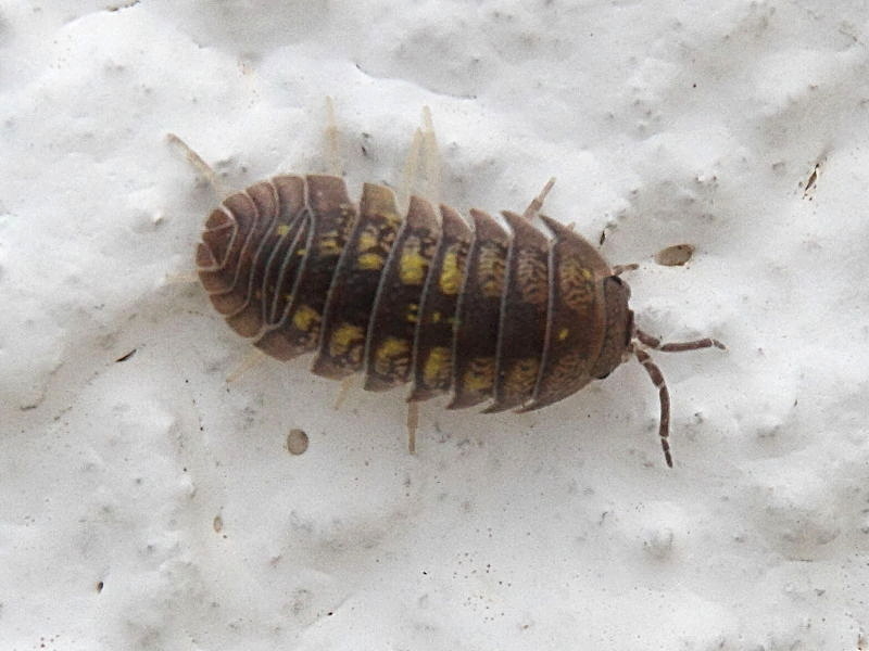 armadillidium_nasutum1bd