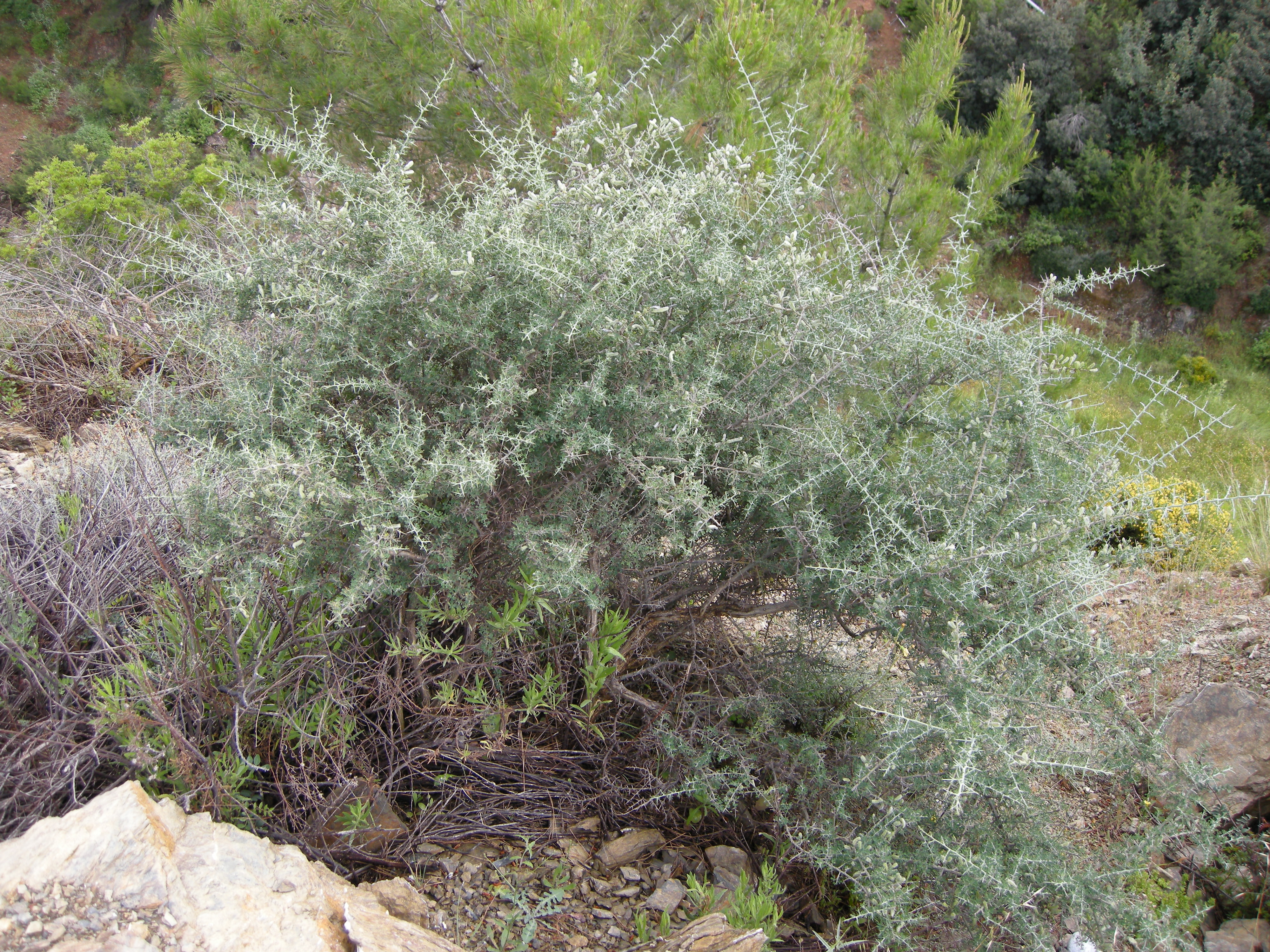 genista_acanthoclada6md