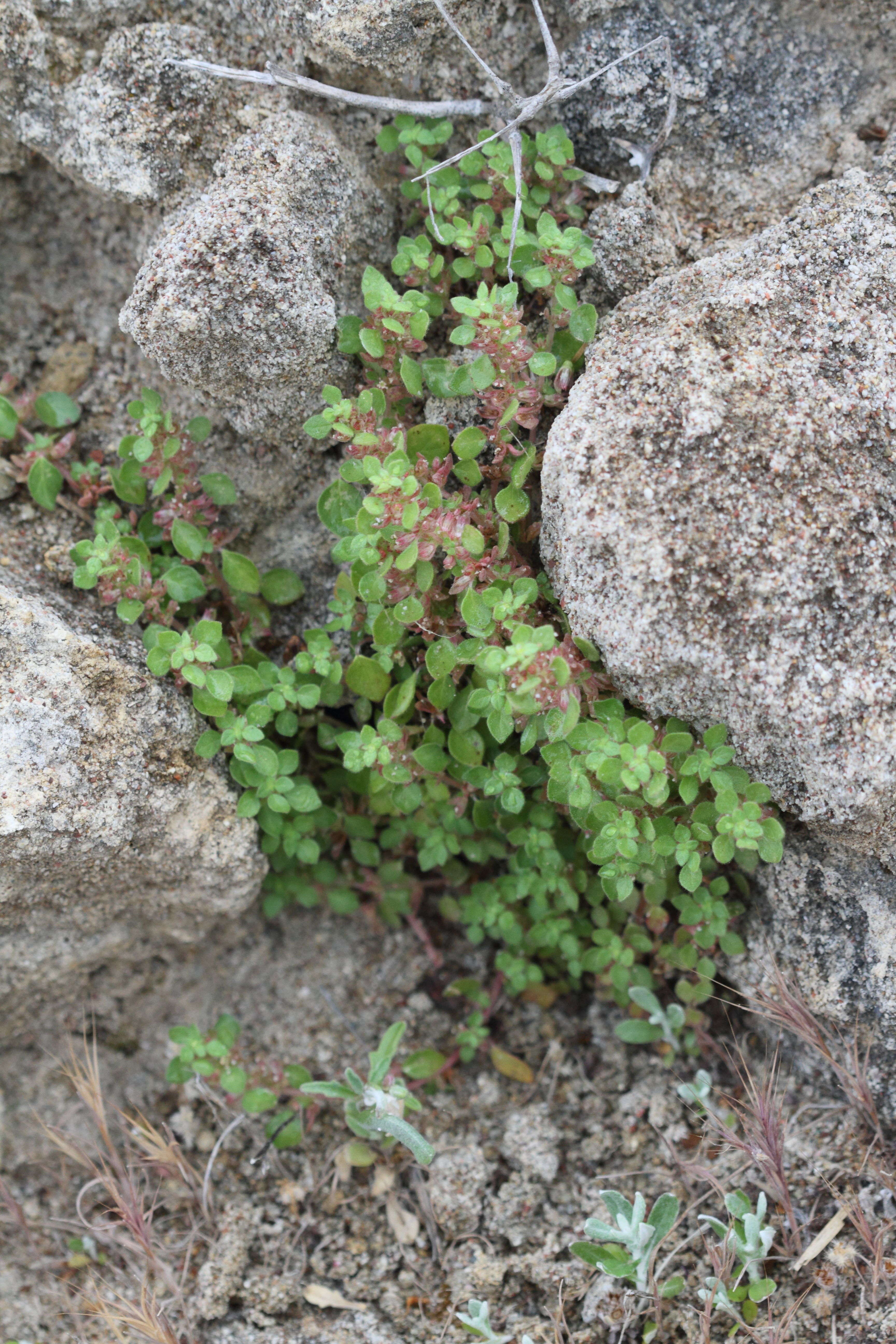 Afficher le média parietaria_cretica1bd parietaria_cretica1bd