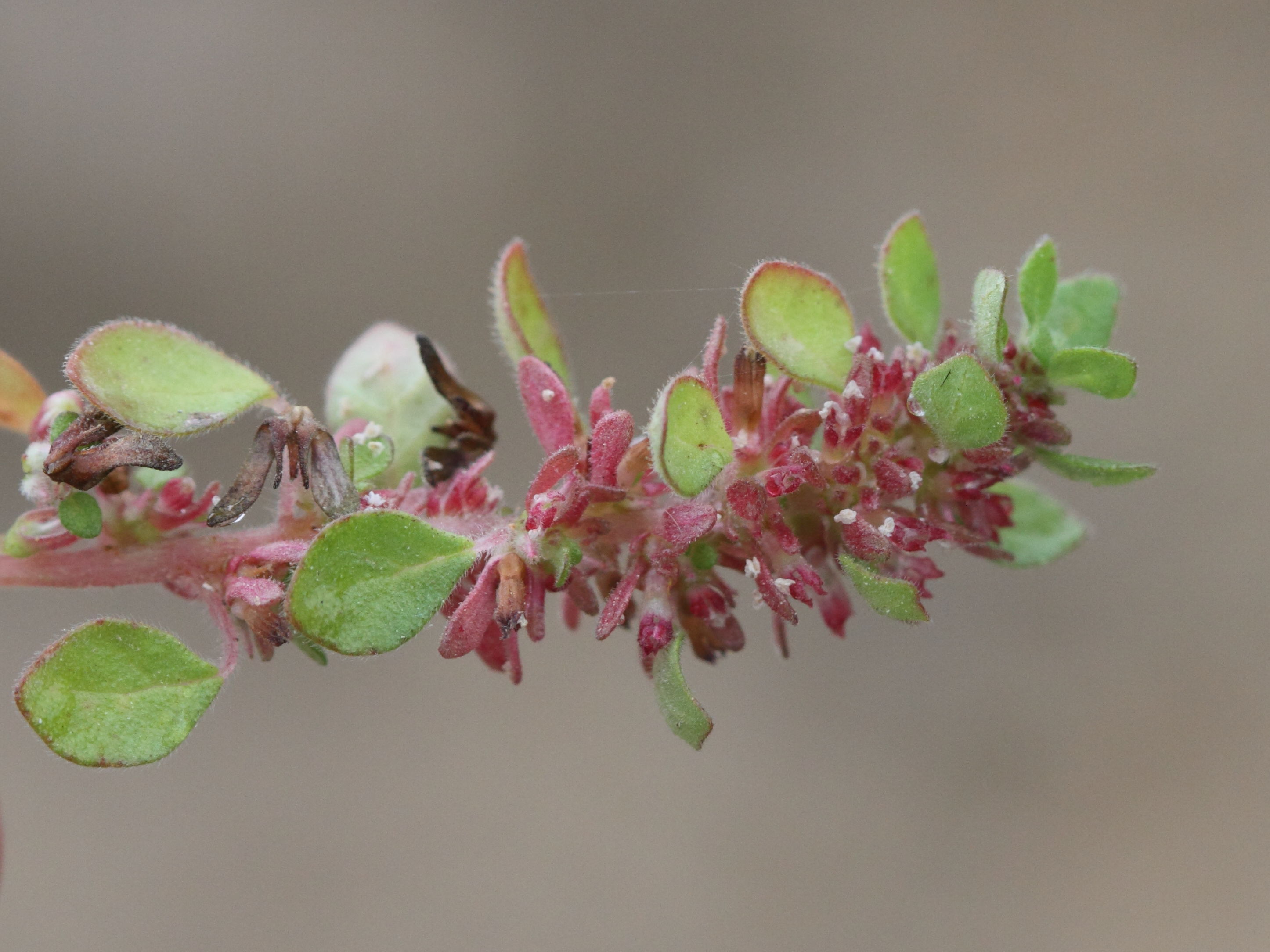 Afficher le média parietaria_cretica2bd parietaria_cretica2bd