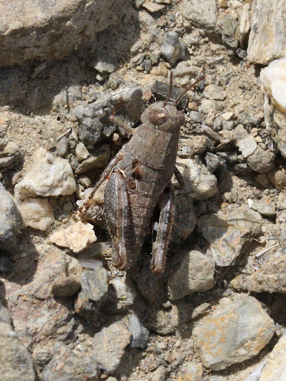 pezotettix_giornar6md