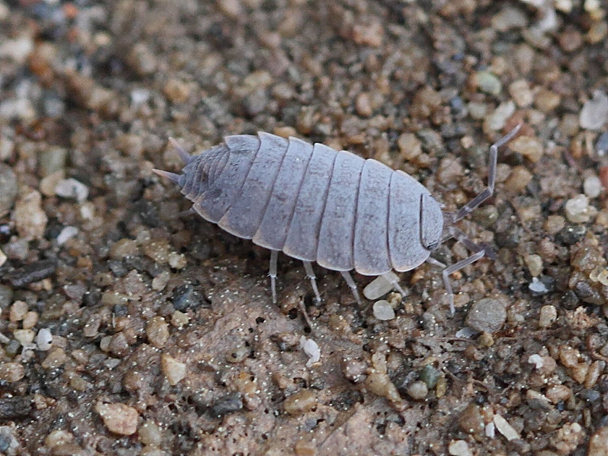 Afficher le média porcellioides_pruinosus1bd porcellioides_pruinosus1bd
