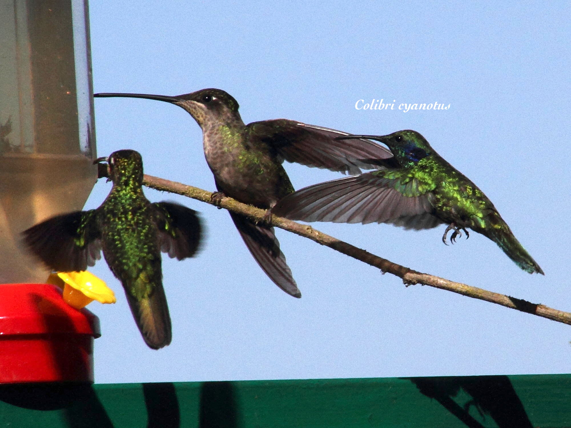 colibri_cyanotus3md