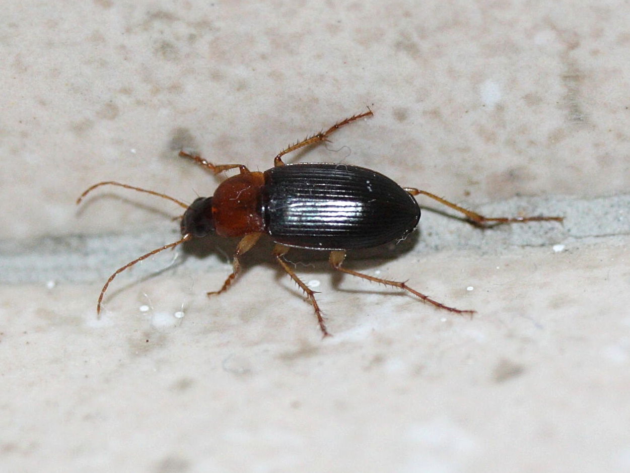 calathus_melanocephalus1md