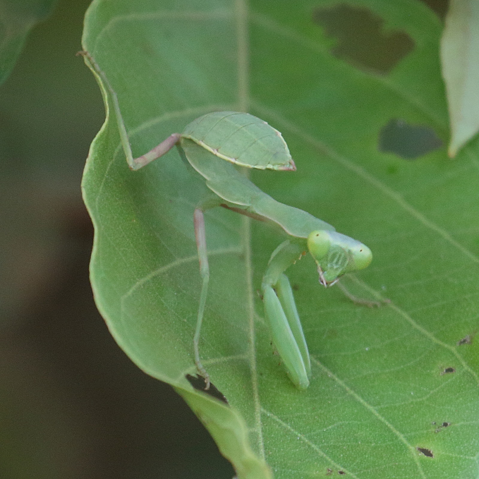 hierodula_patellifera1bd